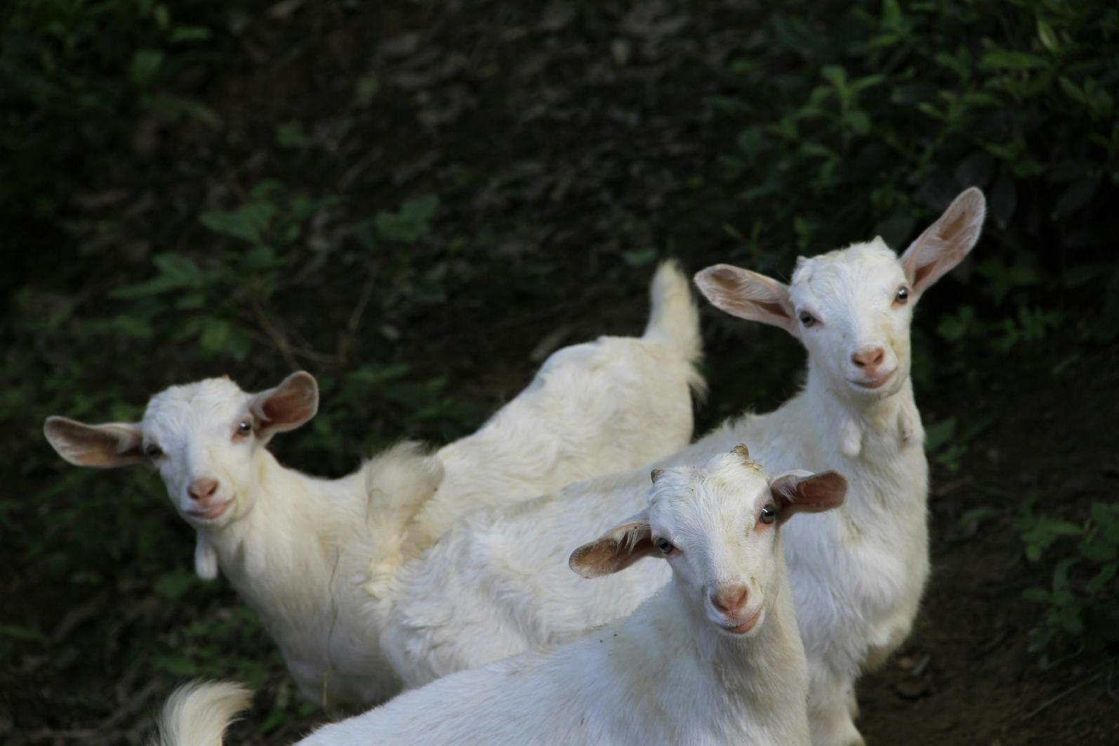 Three white baby goats look at the camera
