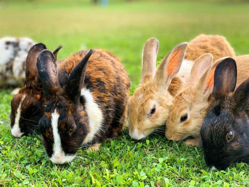 A group of bunnies eating grass