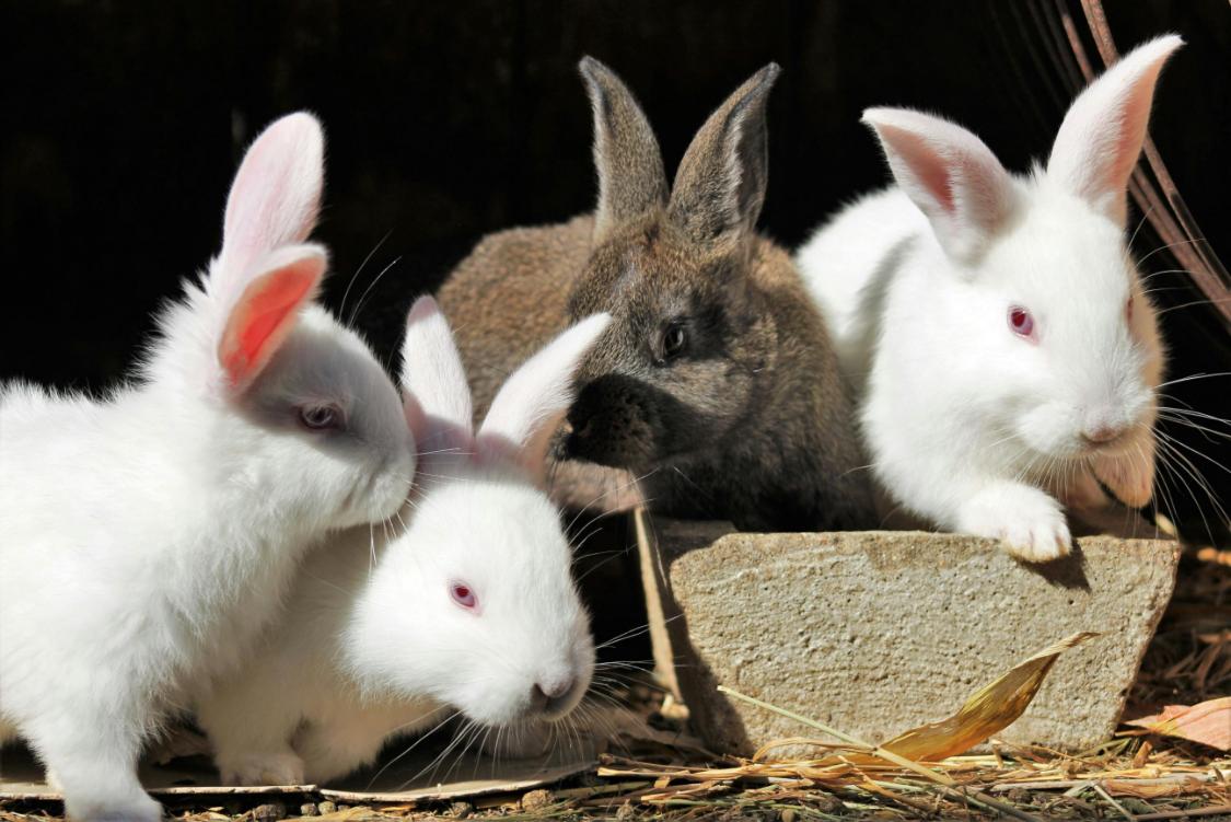 Group of bunnies