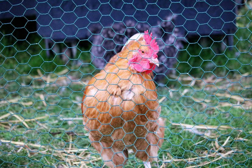 An orange hen behind a fence
