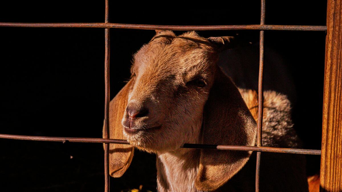 A goat peering through a gate at golden hour