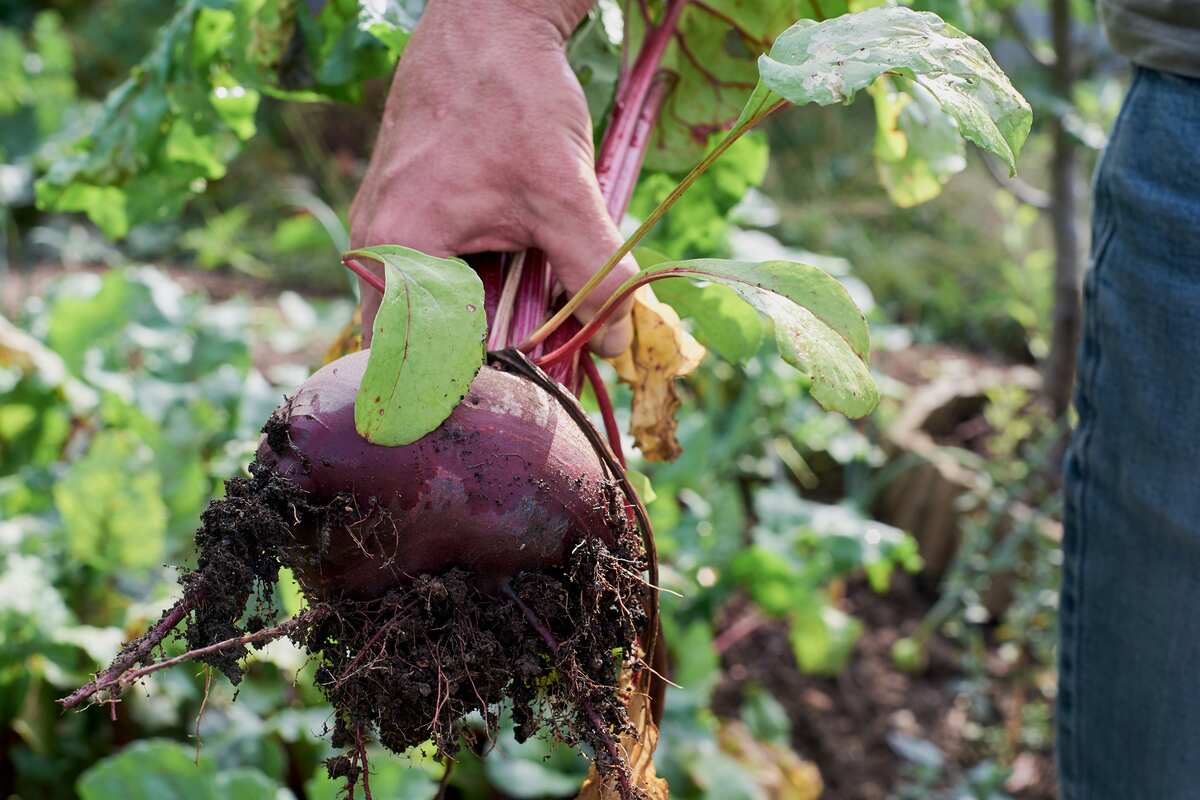 Root vegetable freshly pulled from earth