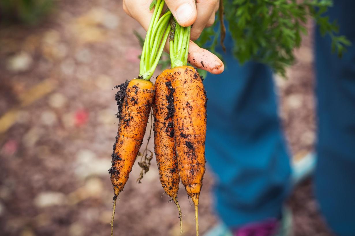 Carrots freshly pulled from earth
