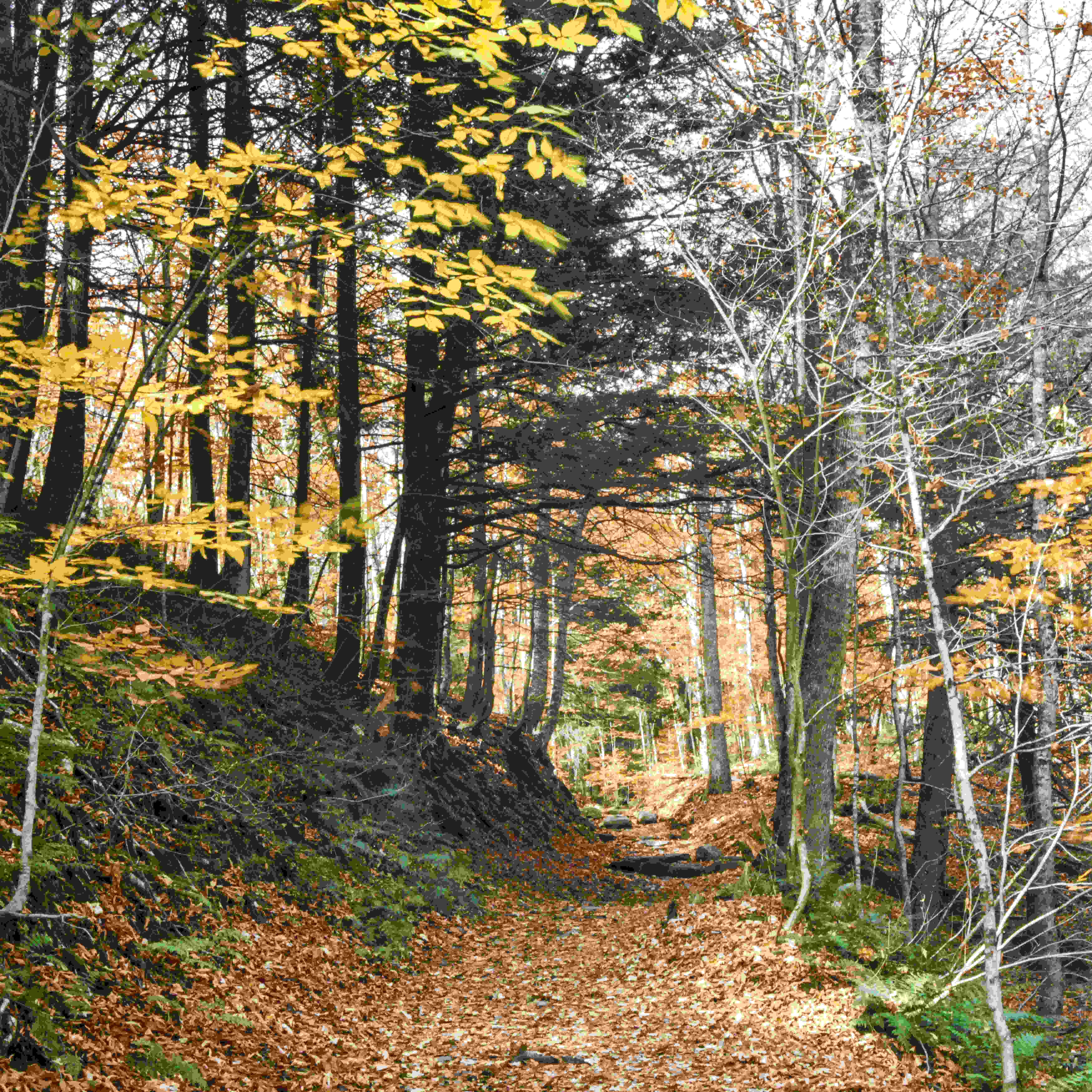 Trail through the wood